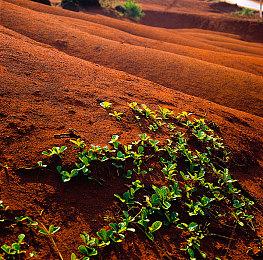 《武装突袭4》？波西米亚将于5月18日举行专场直播